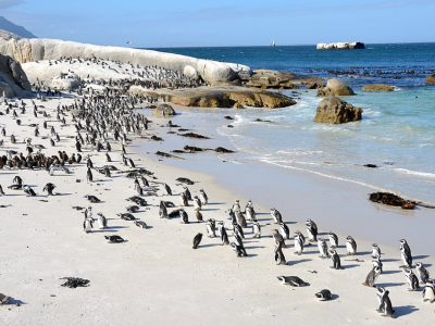 Boulder Beach - Cape Town